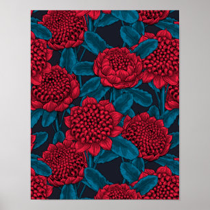 Red waratah flowers poster