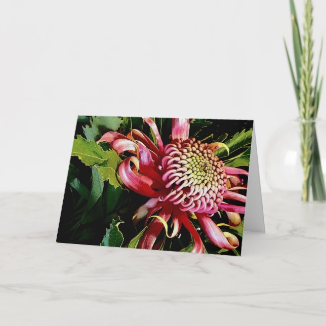 red waratah holiday card (Front)