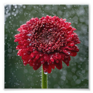 Red Water Droplet Flower Photo Print