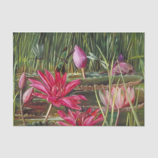 Red Water Lily of Southern India by Marianne North Tissue Paper (Front)