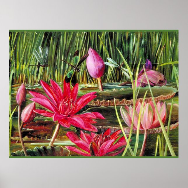 Red Water Lily of Southern India Poster (Front)