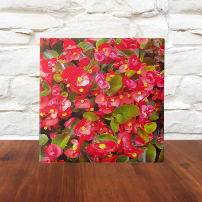 Red Wax Begonias Floral Tile (In Situ)