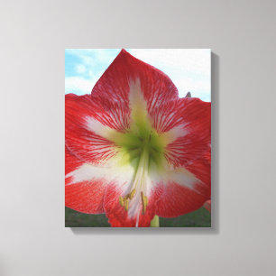 Red & white Amaryllis flower against sky Canvas Print