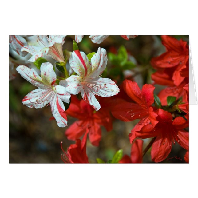 Red, White and Beautiful (Front Horizontal)