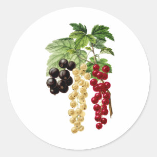 Red, White and Black Currants  Classic Round Sticker