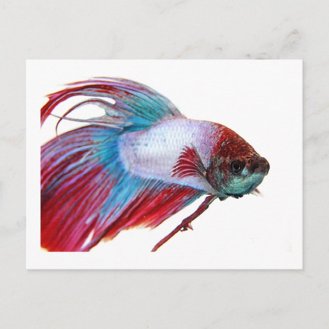 Red White & Blue (Fish on white background) Postcard (Front)