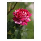 Red & White Hybrid Tea Rose.JPG