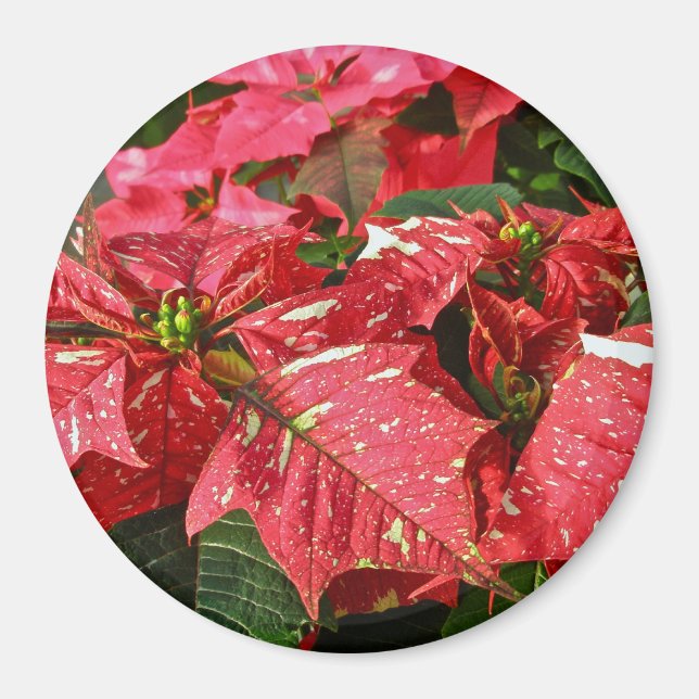 Red & White Poinsettias Magnet (Front)