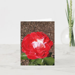 Red White Rose Photo Folded Note Card