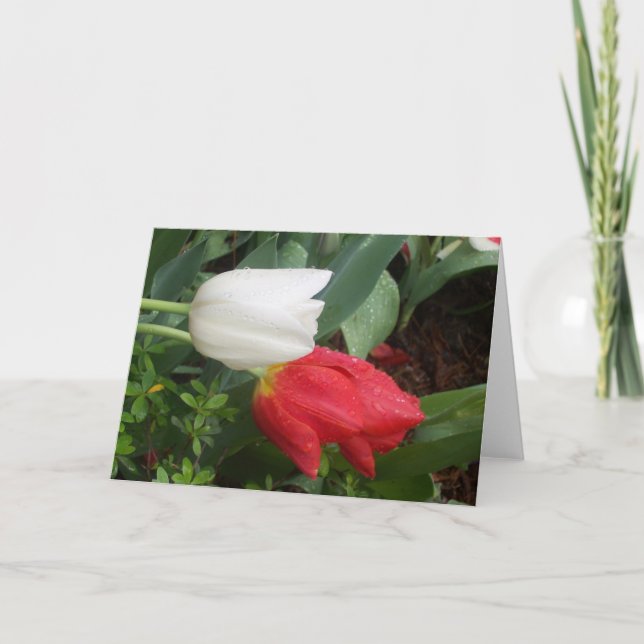 red white tulip card (Front)
