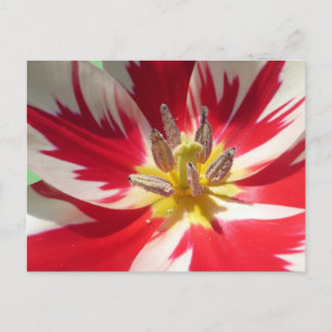 Red White Tulip Close up DIY Postcard