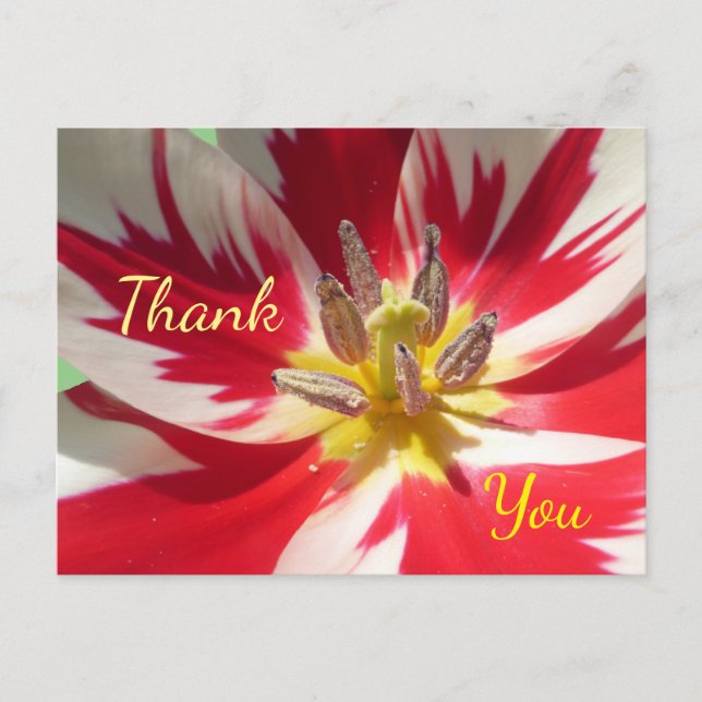 Red White Tulip Close up Thank You Postcard (Front)