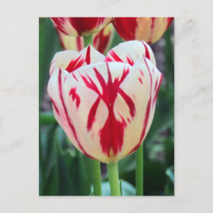 Red & White Tulip Postcard