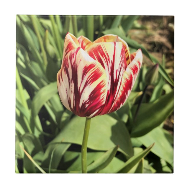 Red & White Tulip Tile (Front)