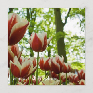 Red & White Tulips DSC0869 Save The Date