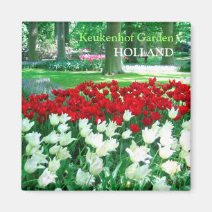 Red white tulips garden magnet