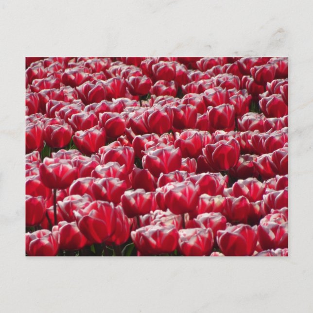 Red White Tulips Pattern DIY Postcard (Front)