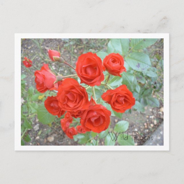 Red Wild Roses Postcard (Front)