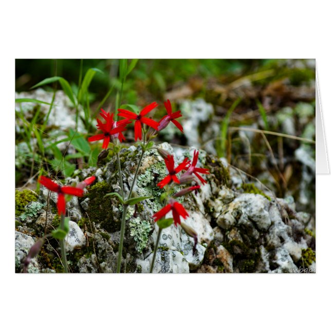 Red Wildflower on Rock (Front Horizontal)