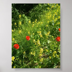 Red Wildflowers in Summer Meadow Poster