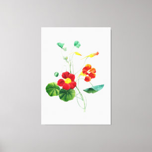 Red Willow II Reverie: Vintage Botanical  Canvas Print