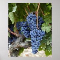 Red wine grapes on the vine