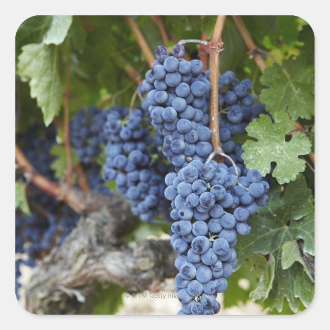 Red wine grapes on the vine square sticker (Front)