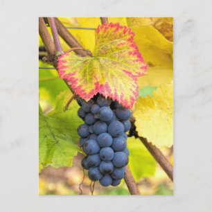 Red Wine Grapes on Vine with Fall Season Foliage Postcard