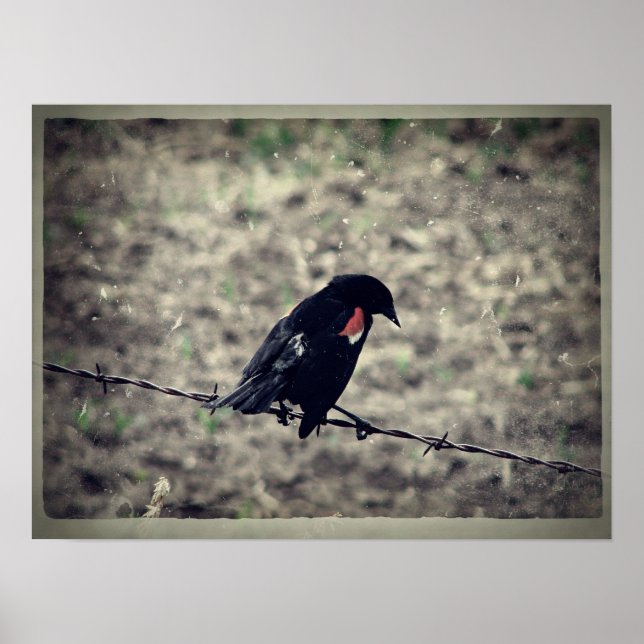 Red Wing Blackbird Faux Vintage Poster (Front)