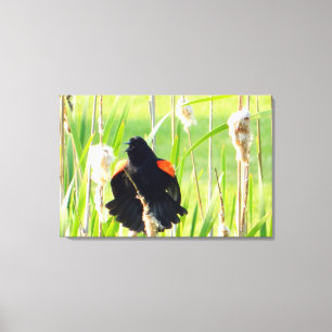 Red Wing Blackbird Song Wrapped Canvas Print
