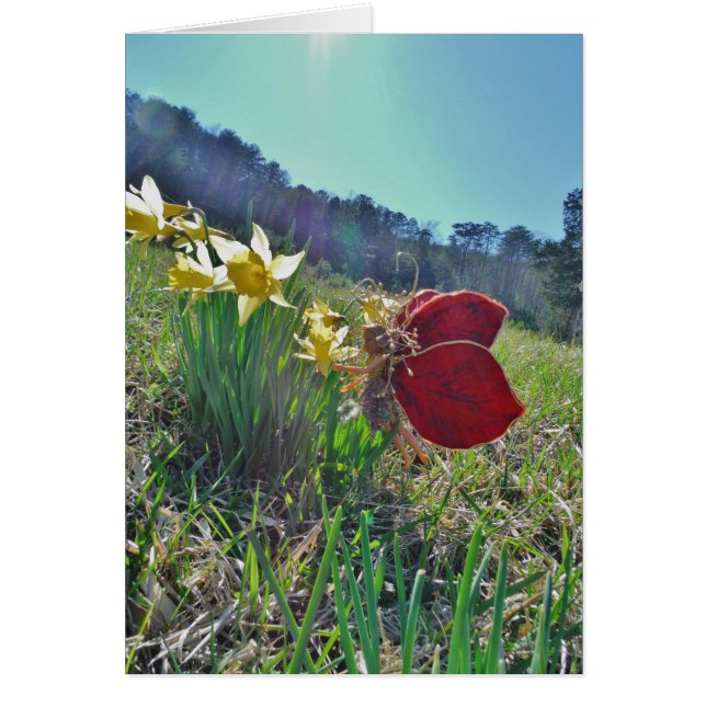 red wing fairy and daffodils (Front)