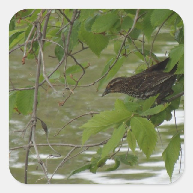 red winged black bird Fishing from a tree branch Square Sticker (Front)