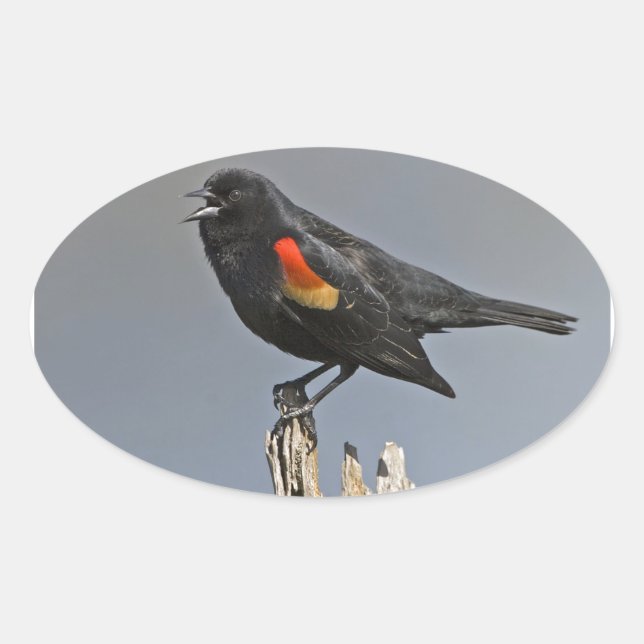 Red-Winged Black Bird Oval Sticker (Front)