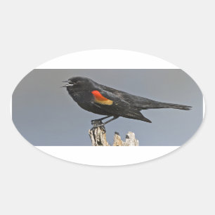 Red-Winged Black Bird Oval Sticker