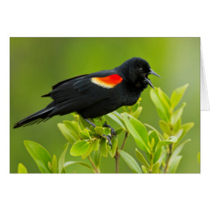 Red-Winged Blackbird (Agelaius Phoeniceus)