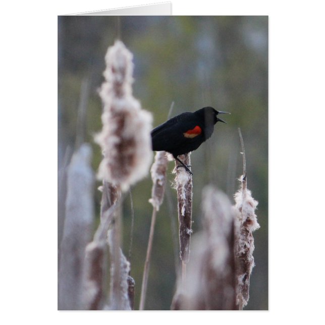 Red-winged Blackbird  (Agelaius phoeniceus) (Front)