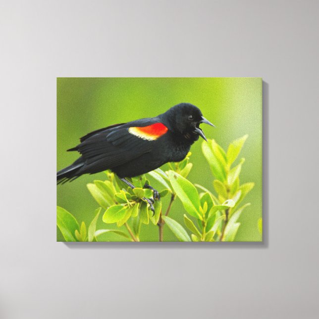 Red-Winged Blackbird (Agelaius Phoeniceus) Canvas Print (Front)