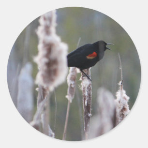 Red-winged Blackbird  (Agelaius phoeniceus) Classic Round Sticker