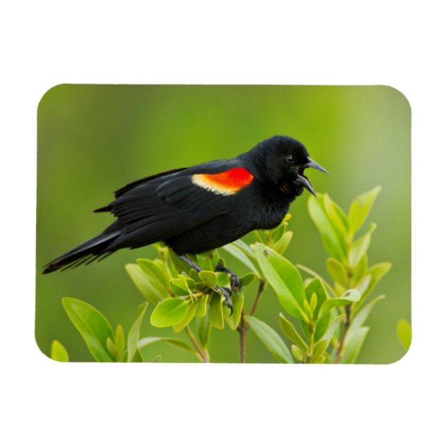 Red-Winged Blackbird (Agelaius Phoeniceus) Magnet (Horizontal)