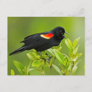 Red-Winged Blackbird (Agelaius Phoeniceus) Postcard