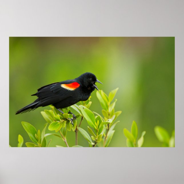 Red-Winged Blackbird (Agelaius Phoeniceus) Poster (Front)