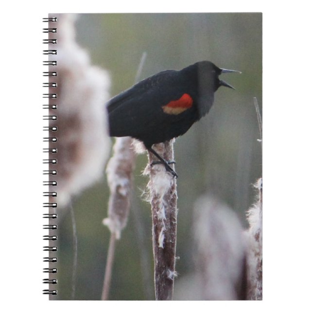 Red-winged Blackbird  (Agelaius phoeniceus) Spiral Notebook (Front)