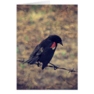 Red Winged Blackbird All Occasions