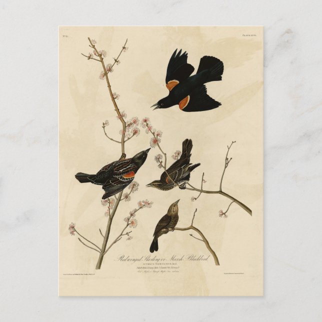 Red winged Blackbird - Audubon's Birds of America Postcard (Front)