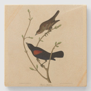 Red-winged Blackbird - Audubon's Birds of America Stone Coaster