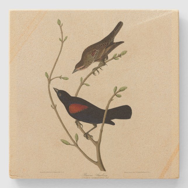 Red-winged Blackbird - Audubon's Birds of America Stone Coaster (Front)