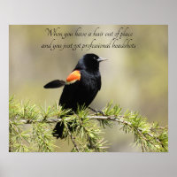 Red Winged Blackbird - Bad Hair day Humor