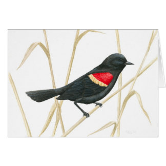 Red-Winged Blackbird Card