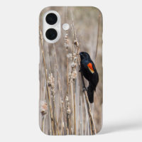 Red-winged Blackbird