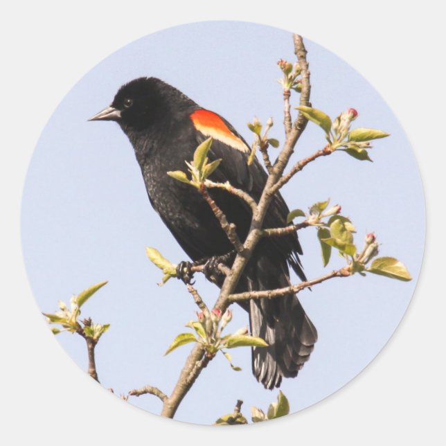 Red-winged Blackbird Classic Round Sticker (Front)